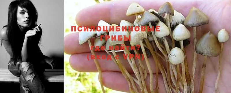 Галлюциногенные грибы MAGIC MUSHROOMS  где продают наркотики  Кирсанов 